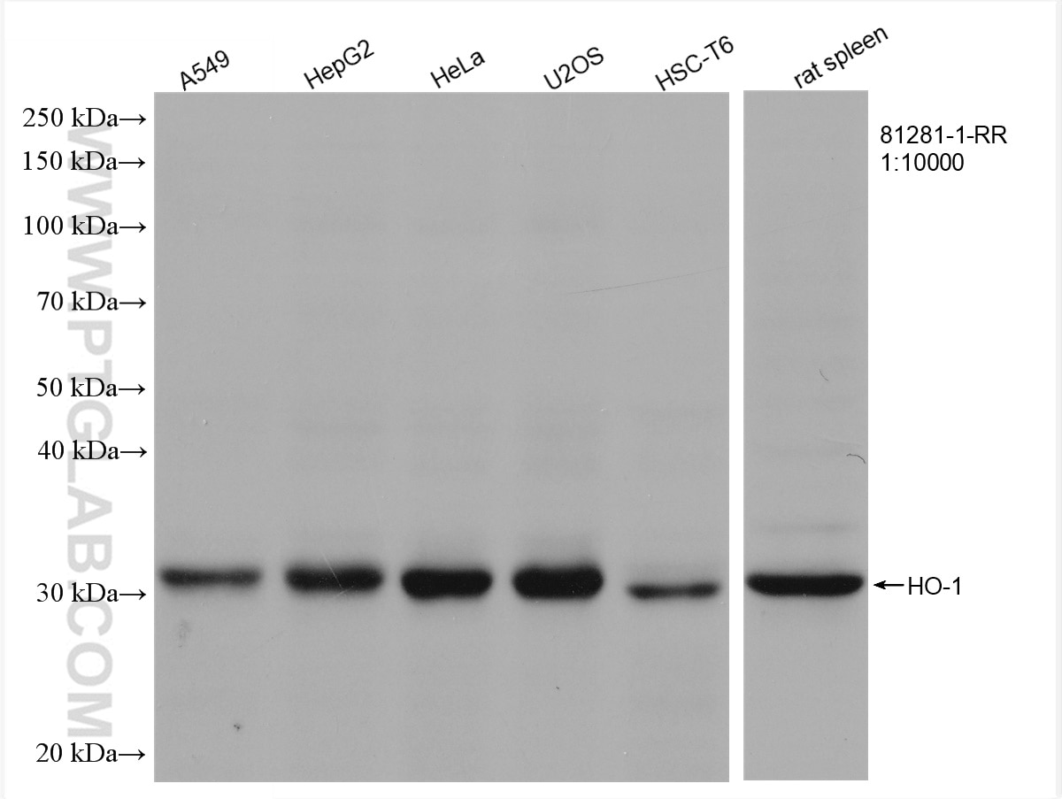 Western Blot (WB) analysis of various lysates using HO-1 Recombinant antibody (81281-1-RR)