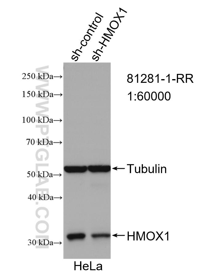Western Blot (WB) analysis of HeLa cells using HO-1 Recombinant antibody (81281-1-RR)