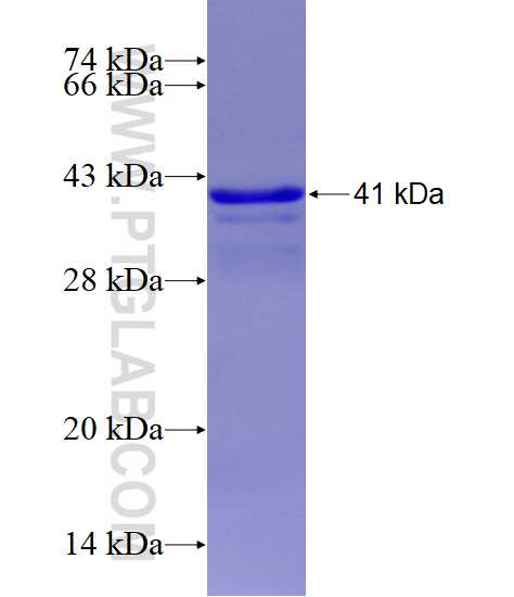 HO-1 fusion protein Ag26172 SDS-PAGE