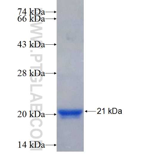 HO-1 fusion protein Ag26181 SDS-PAGE