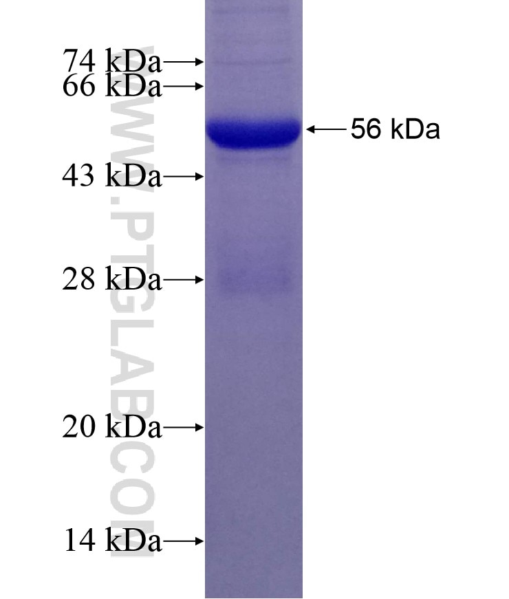 HO-1 fusion protein Ag1190 SDS-PAGE