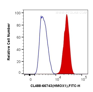 Flow cytometry (FC) experiment of HeLa cells using CoraLite®488-conjugated HO-1/HMOX1 Monoclonal anti (CL488-66743)