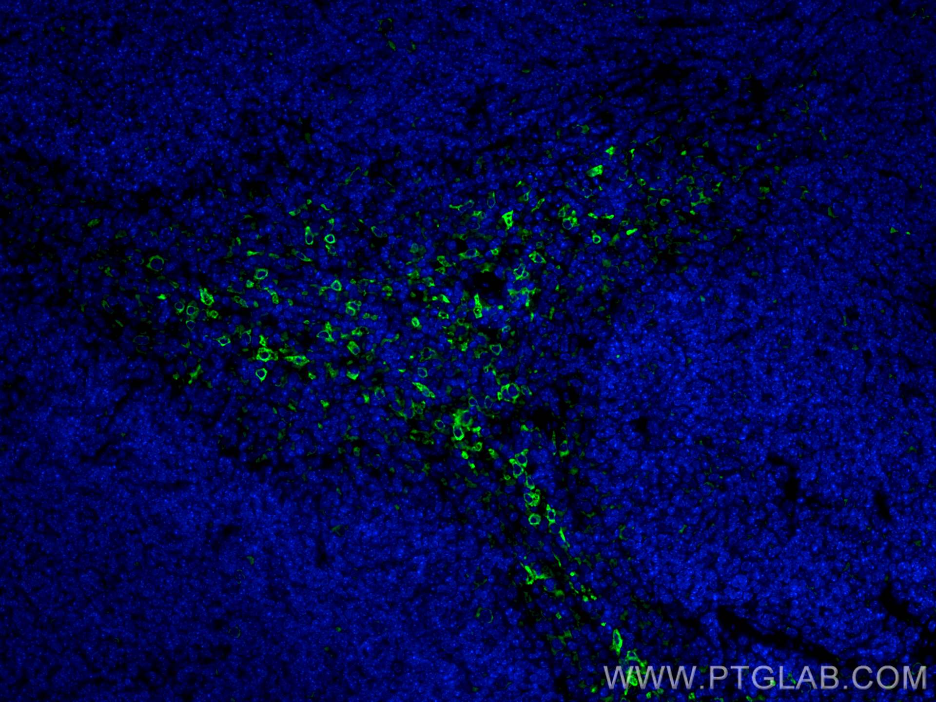 Immunofluorescence (IF) / fluorescent staining of mouse spleen tissue using CoraLite® Plus 488-conjugated HO-1/HMOX1 Monoclona (CL488-66743)