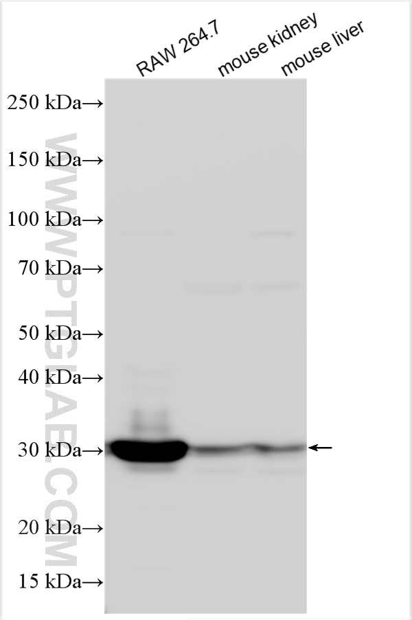RAW 264.7 cells were subjected to SDS PAGE followed by western blot with 31253-1-AP (HO-1/Hmox1 antibody) at dilution of 1:3000 incubated at room temperature for 1.5 hours. Western Blot (WB) analysis of various lysates using HO-1/Hmox1 Polyclonal antibody (31253-1-AP)