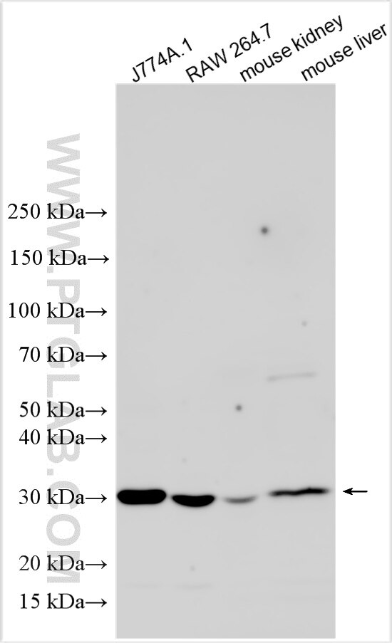 Various lysates were subjected to SDS PAGE followed by western blot with 31253-1-AP (HO-1/Hmox1 antibody) at dilution of 1:8000 incubated at room temperature for 1.5 hours. Western Blot (WB) analysis of various lysates using HO-1/Hmox1 Polyclonal antibody (31253-1-AP)