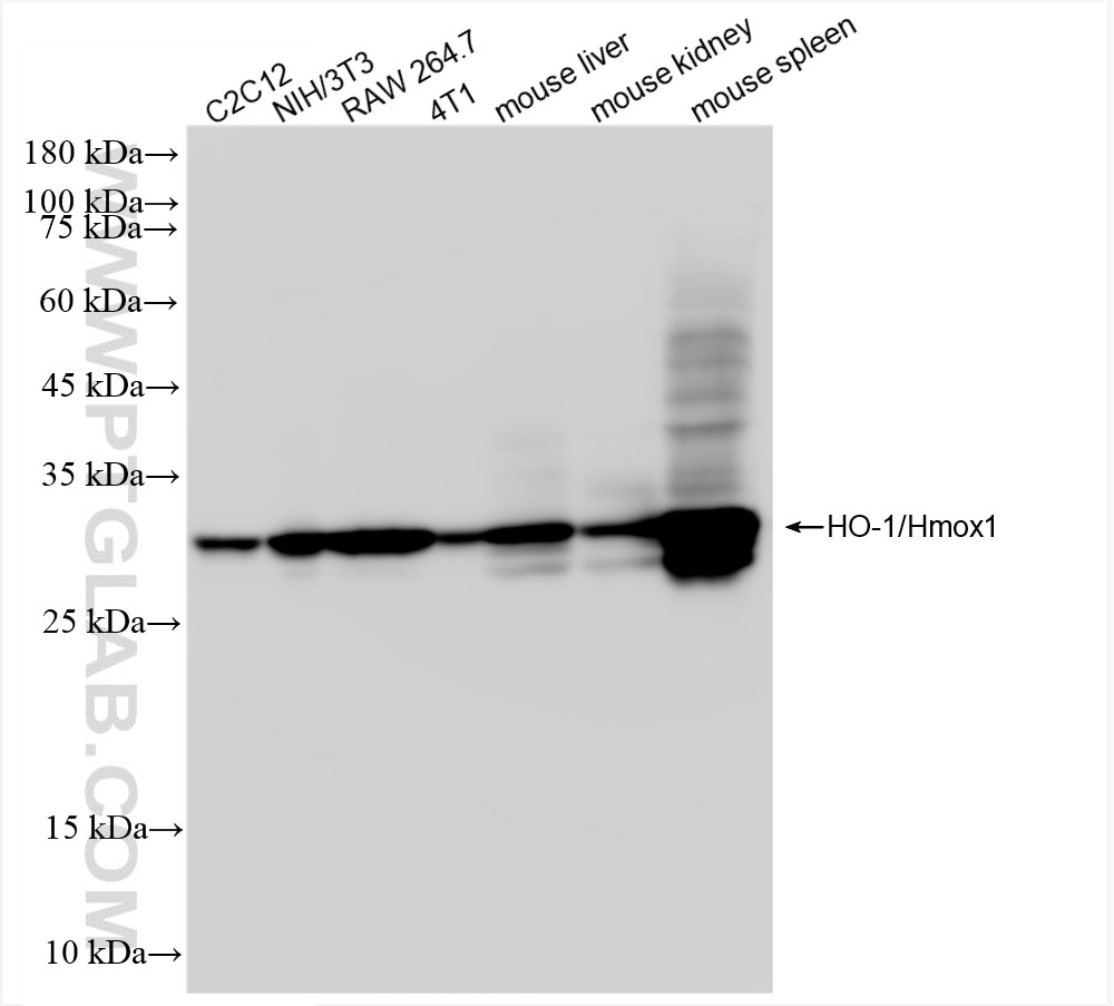 Western Blot (WB) analysis of various lysates using HO-1/Hmox1 Recombinant antibody (83291-3-RR)