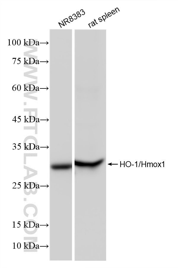 Various lysates were subjected to SDS PAGE followed by western blot with 83291-3-RR (HO-1/Hmox1 antibody) at dilution of 1:10000 incubated at room temperature for 1.5 hours. Western Blot (WB) analysis of various lysates using HO-1/Hmox1 Recombinant monoclonal antibody (83291-3-RR)