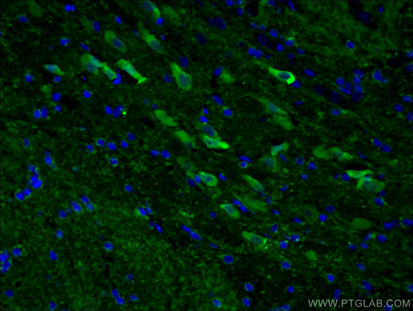 IF Staining of rat brain using 12433-1-AP