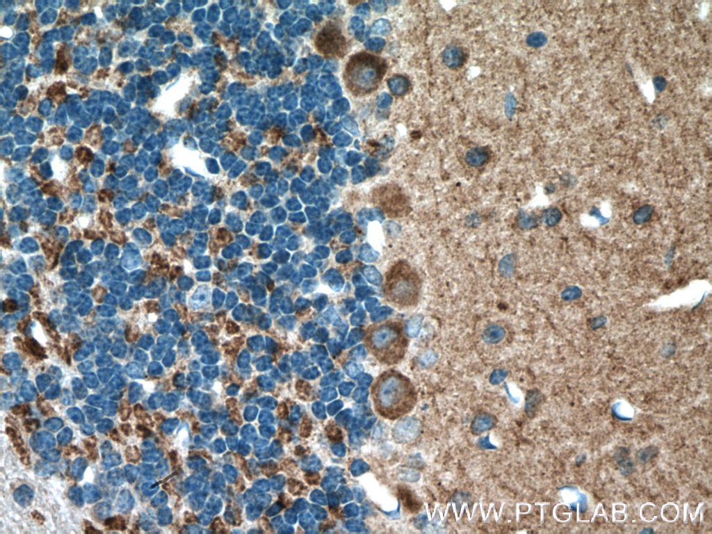 Immunohistochemistry (IHC) staining of mouse brain tissue using HOMER1 Polyclonal antibody (12433-1-AP)