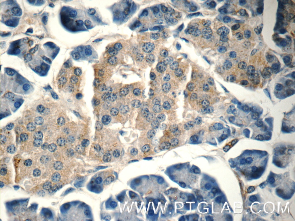 Immunohistochemistry (IHC) staining of human pancreas tissue using HOMER1 Polyclonal antibody (12433-1-AP)