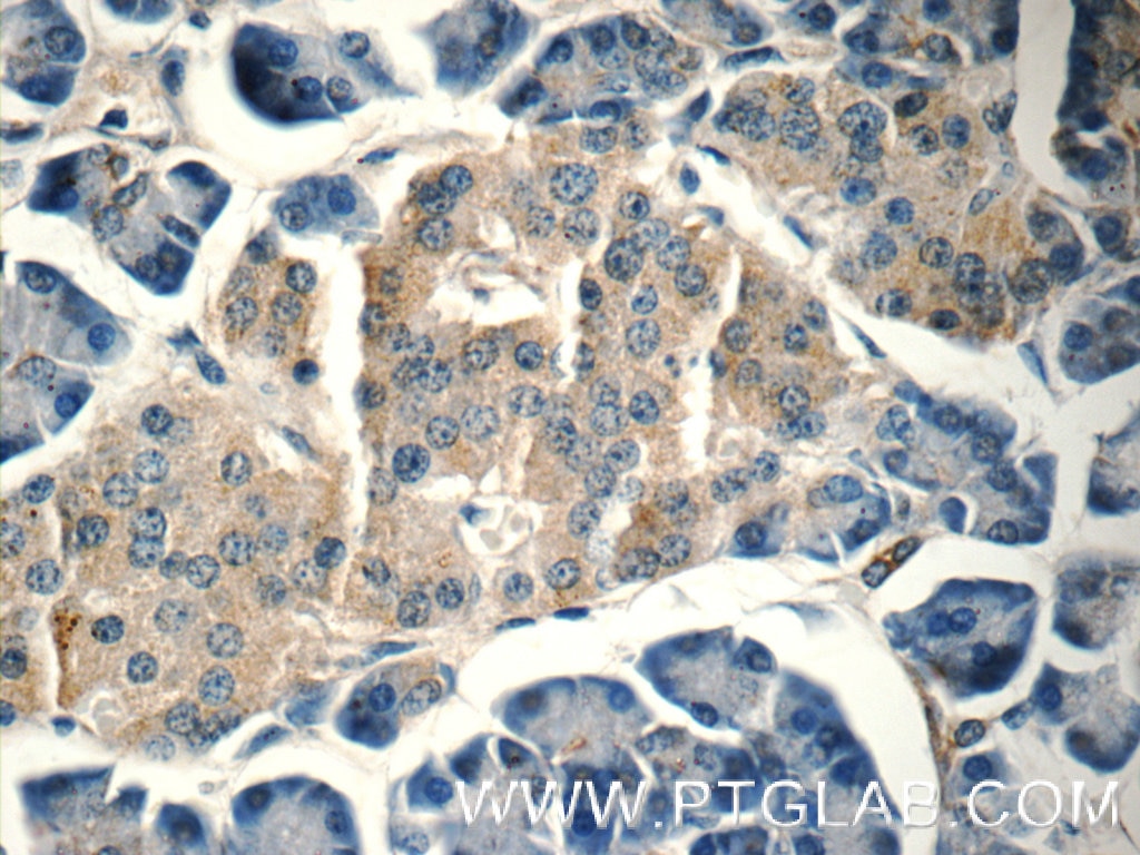 IHC staining of human pancreas using 12433-1-AP