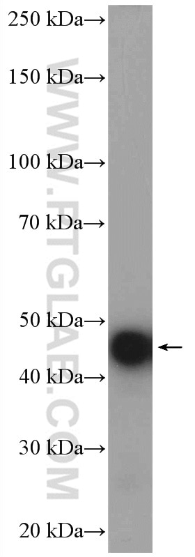 Western Blot (WB) analysis of rat brain tissue using HOMER1 Polyclonal antibody (12433-1-AP)