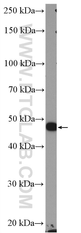 Western Blot (WB) analysis of NIH/3T3 cells using HOMER1 Polyclonal antibody (12433-1-AP)