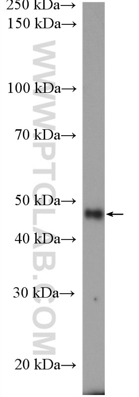 Western Blot (WB) analysis of C2C12 cells using HOMER1 Polyclonal antibody (12433-1-AP)
