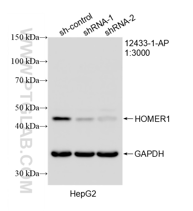 WB analysis of HepG2 using 12433-1-AP Western Blot (WB) analysis of HepG2 cells using HOMER1 Polyclonal antibody (12433-1-AP)