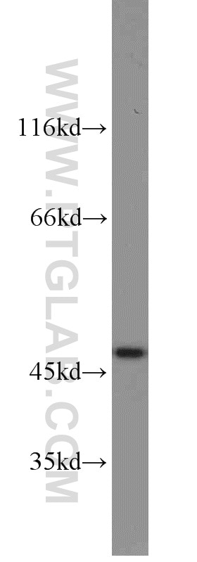 Western Blot (WB) analysis of human brain tissue using HOMER1 Polyclonal antibody (12433-1-AP)