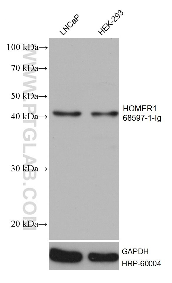 Western Blot (WB) analysis of various lysates using HOMER1 Monoclonal antibody (68597-1-Ig)