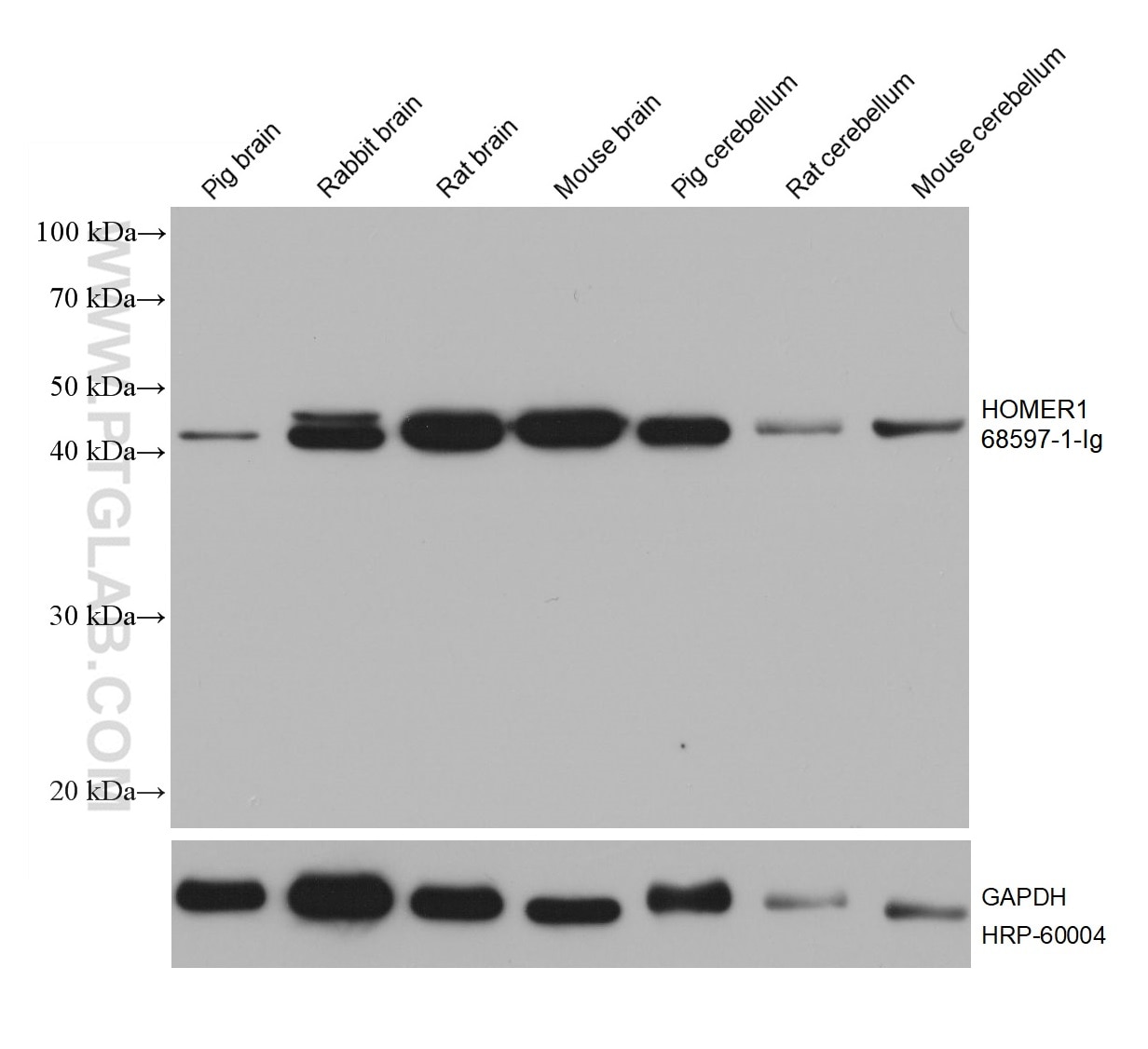 Western Blot (WB) analysis of various lysates using HOMER1 Monoclonal antibody (68597-1-Ig)