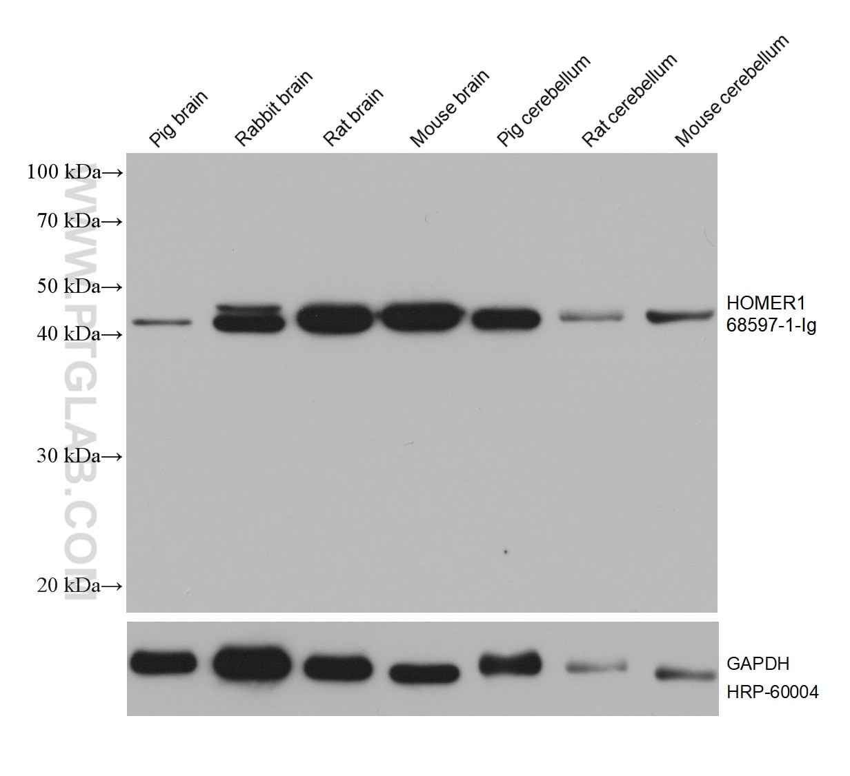 WB analysis using 68597-1-Ig