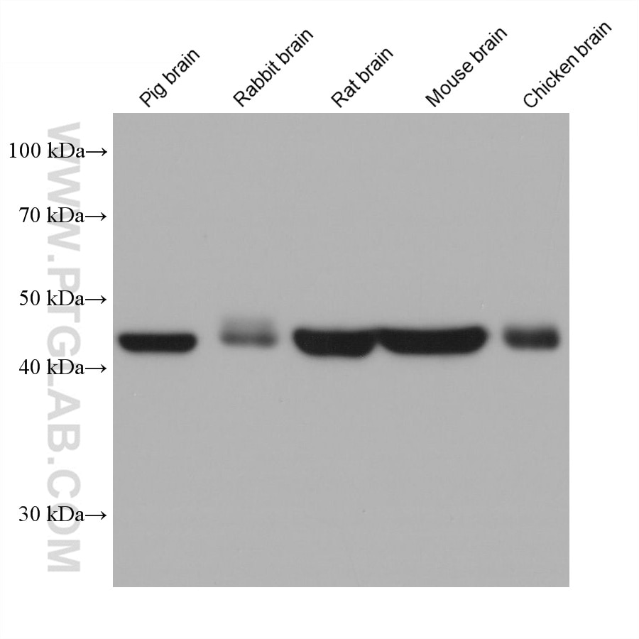 Western Blot (WB) analysis of various lysates using HOMER1 Monoclonal antibody (68597-1-Ig)