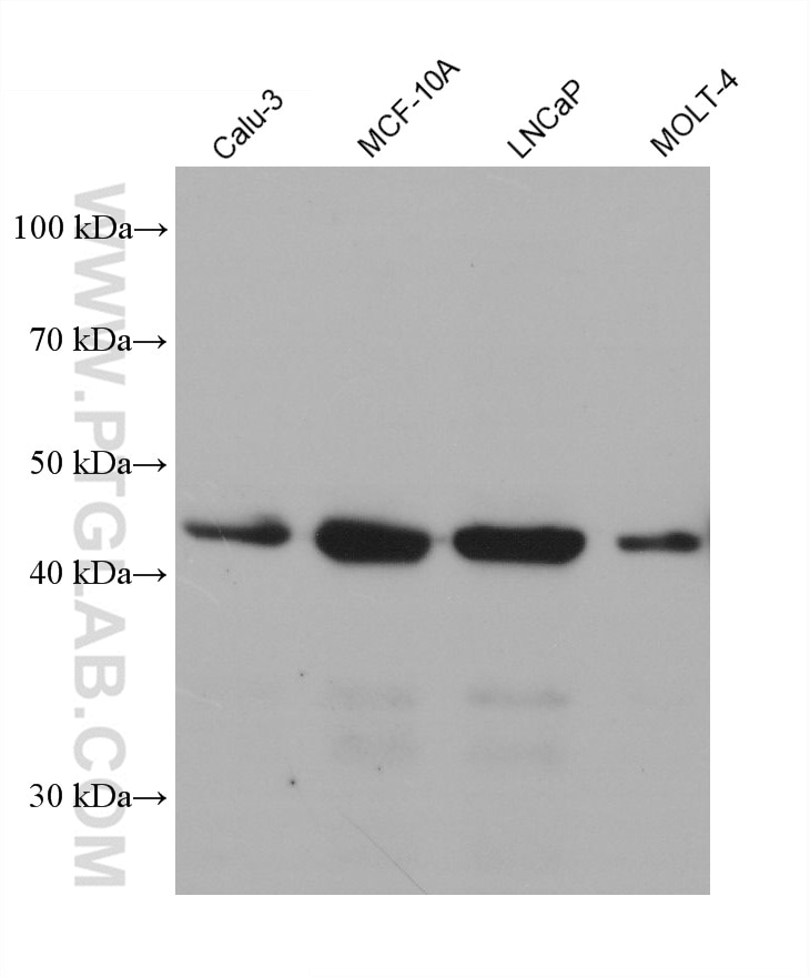 Western Blot (WB) analysis of various lysates using HOMER1 Monoclonal antibody (68597-1-Ig)