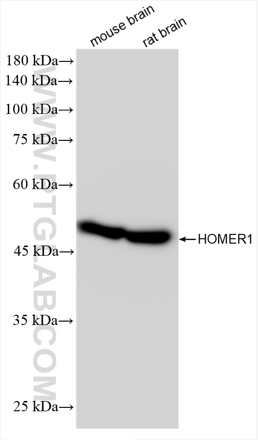 HOMER1