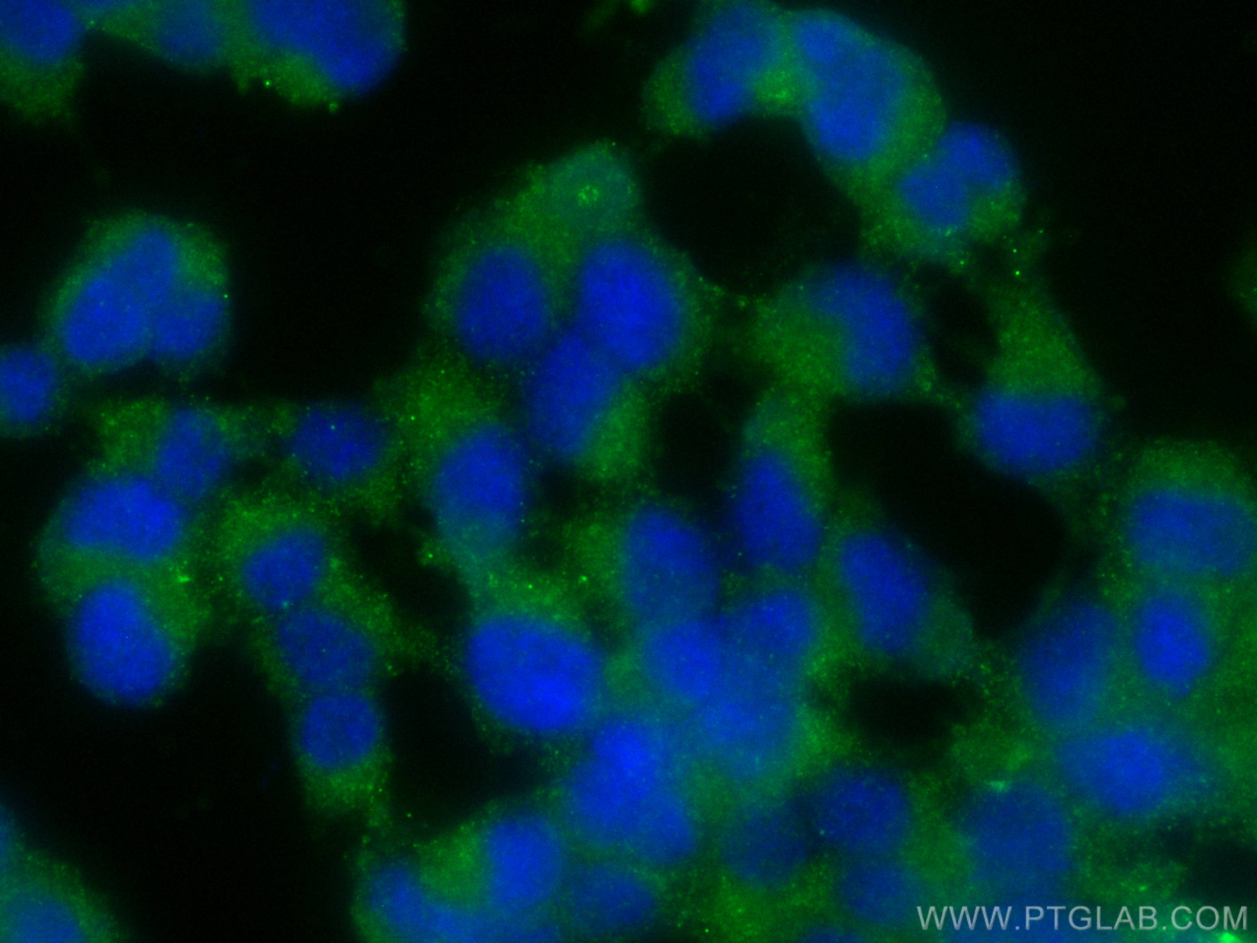 Immunofluorescence (IF) / fluorescent staining of PC-12 cells using CoraLite® Plus 488-conjugated HOMER1 Polyclonal an (CL488-12433)