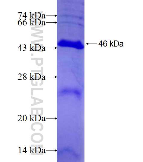 HOMER1 fusion protein Ag21302 SDS-PAGE