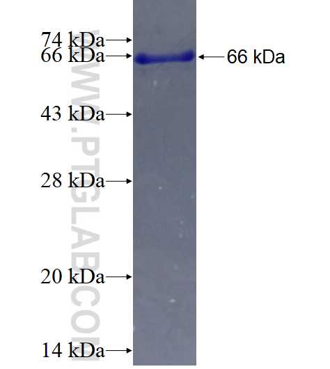 HOMER1 fusion protein Ag3109 SDS-PAGE