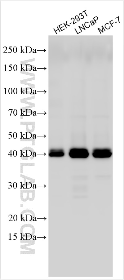 Western Blot (WB) analysis of various lysates using HOMER2 Polyclonal antibody (11143-1-AP)