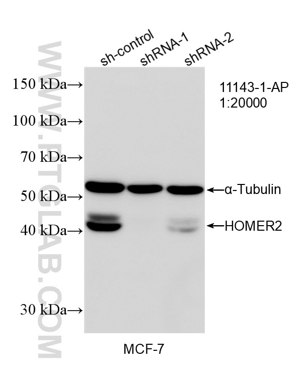 WB result of HOMER2 antibody (11143-1-AP; 1:20000; incubated at room temperature for 1.5 hours) with sh-Control and sh-HOMER2 transfected MCF-7 cells. Western Blot (WB) analysis of MCF-7 cells using HOMER2 Polyclonal antibody (11143-1-AP)