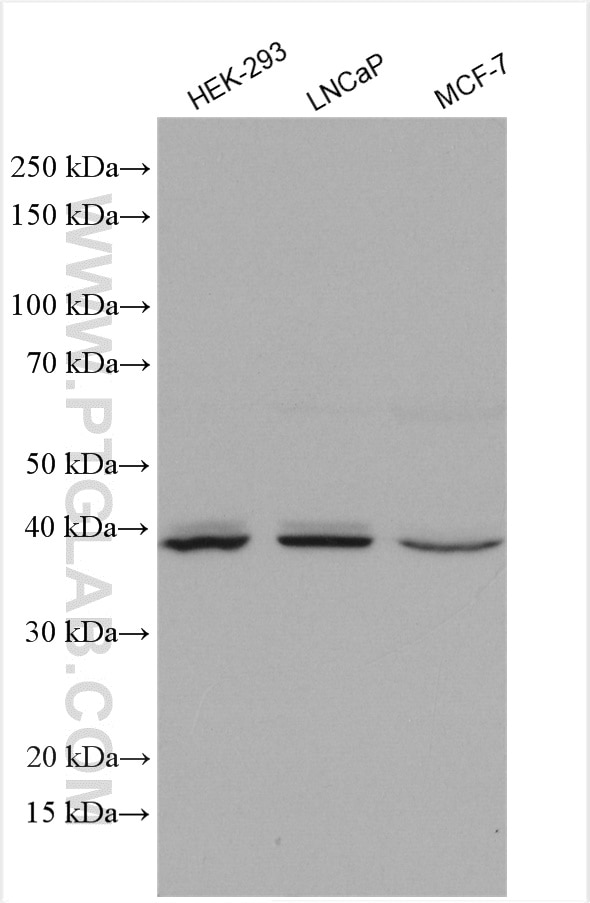 Western Blot (WB) analysis of various lysates using HOMER2 Polyclonal antibody (29282-1-AP)