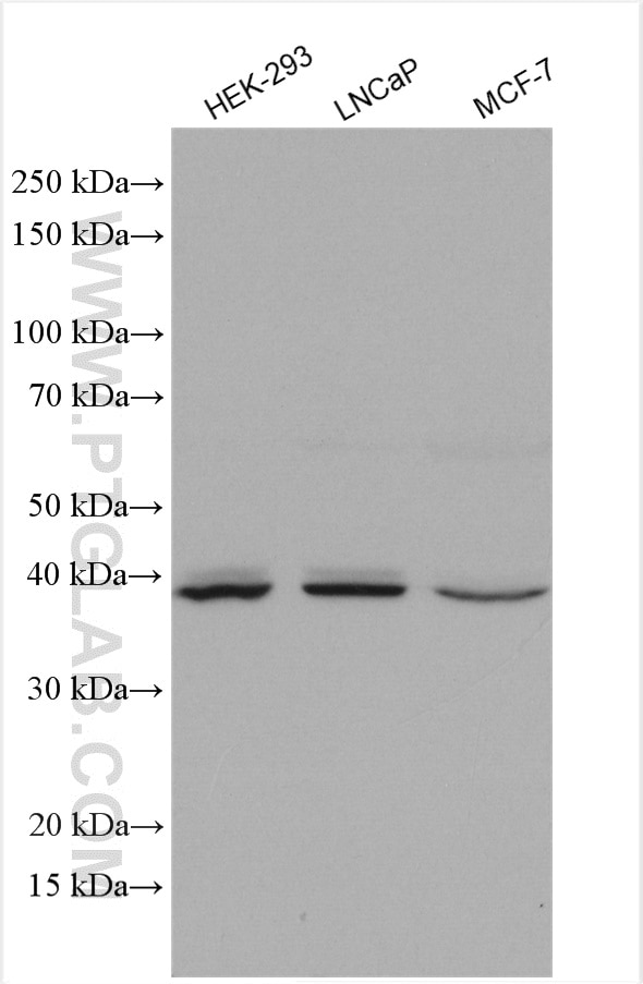 WB analysis using 29282-1-AP