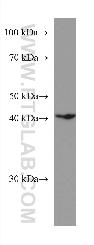 Western Blot (WB) analysis of HEK-293 cells using HOMER2 Monoclonal antibody (67377-1-Ig)