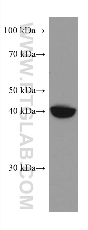 Western Blot (WB) analysis of LNCaP cells using HOMER2 Monoclonal antibody (67377-1-Ig)