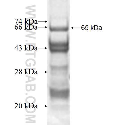 HOMER2 fusion protein Ag1606 SDS-PAGE