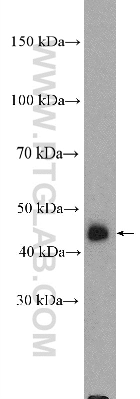 Western Blot (WB) analysis of rat brain tissue using HOMER3 Polyclonal antibody (16624-1-AP)