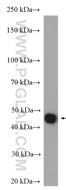 Western Blot (WB) analysis of mouse brain tissue using HOMER3 Polyclonal antibody (16624-1-AP)