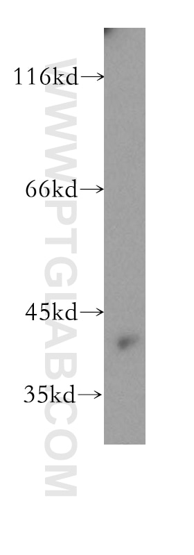 Western Blot (WB) analysis of mouse lung tissue using HOMER3 Polyclonal antibody (16624-1-AP)