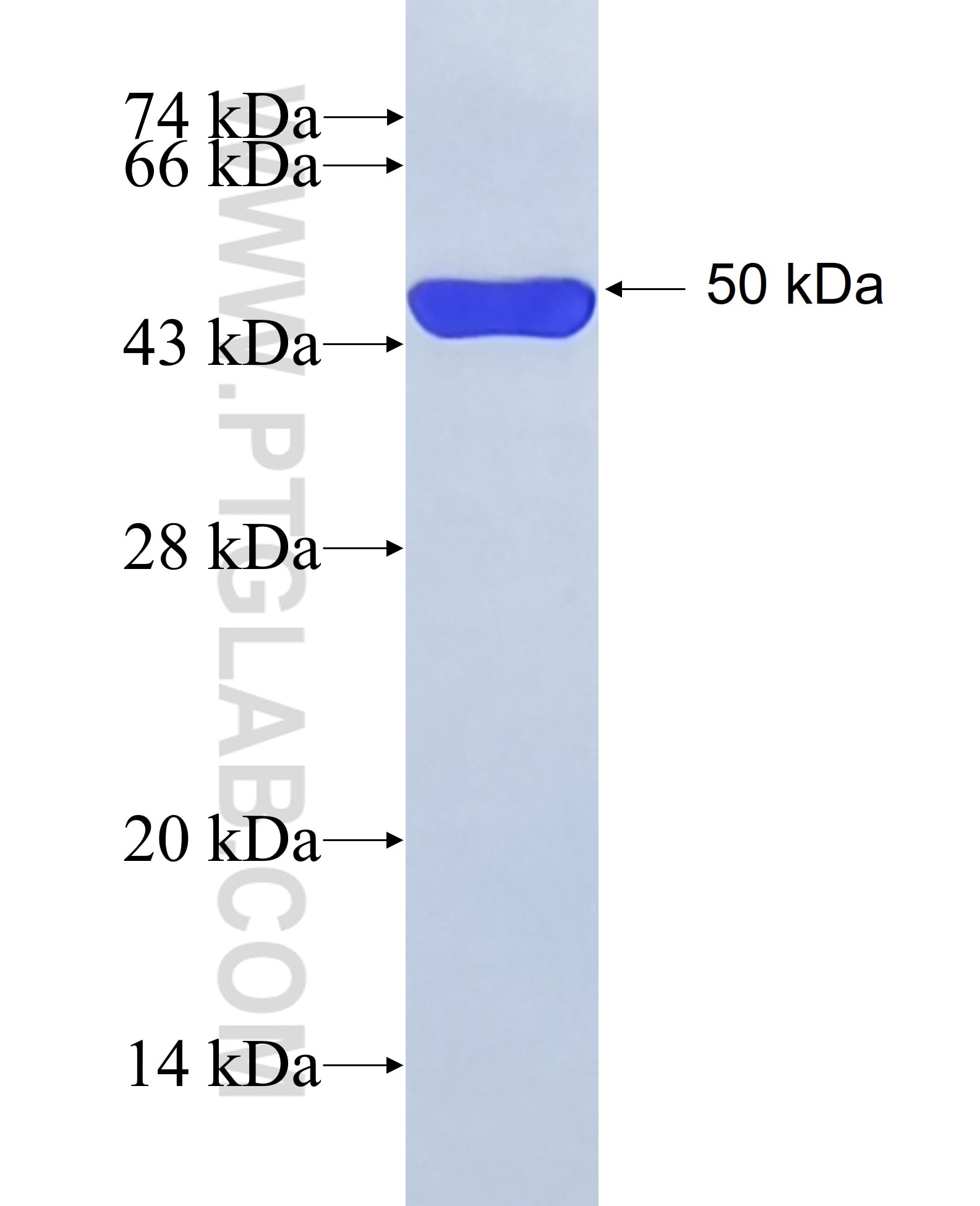 HOMER3 fusion protein Ag9923 SDS-PAGE