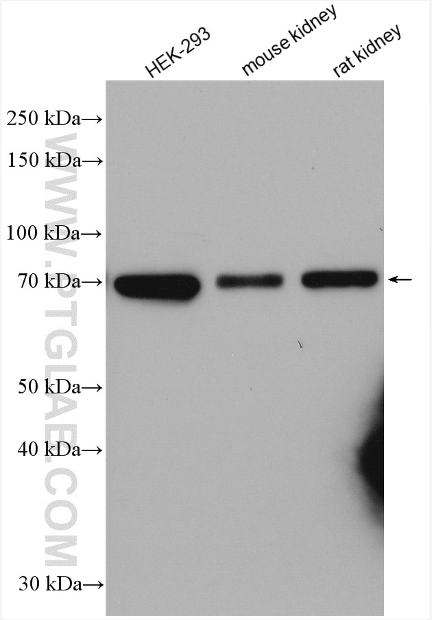 Western Blot (WB) analysis of various lysates using HOMEZ Polyclonal antibody (23965-1-AP)