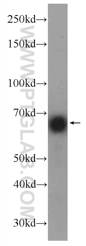 HOMEZ Polyclonal antibody