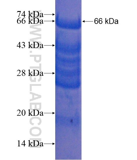 HOMEZ fusion protein Ag21090 SDS-PAGE