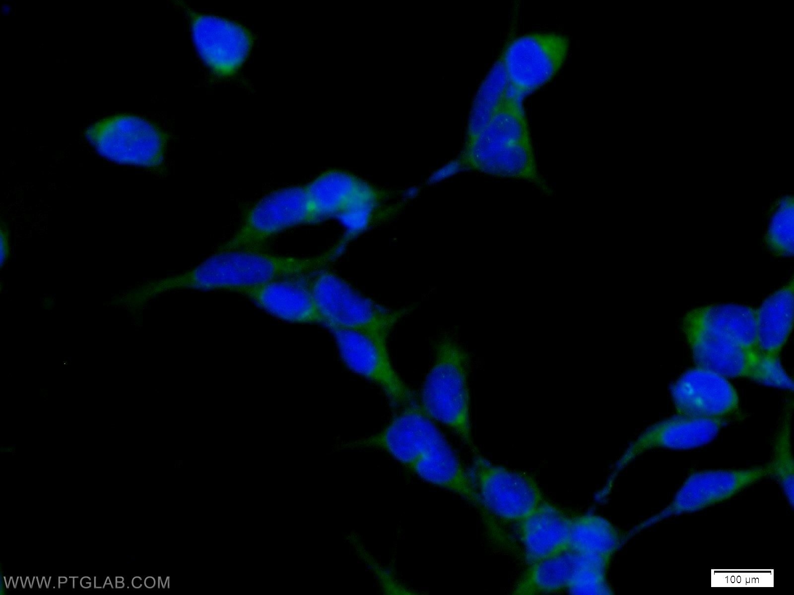 Immunofluorescence (IF) / fluorescent staining of HEK-293 cells using HOOK1 Polyclonal antibody (10871-1-AP)