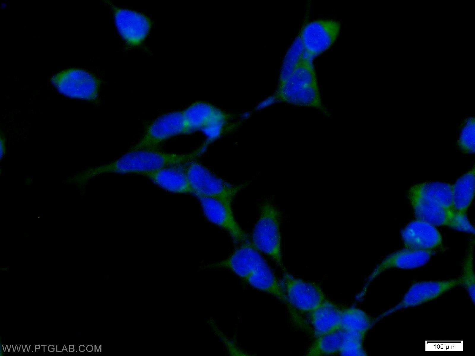 IF Staining of HEK-293 using 10871-1-AP