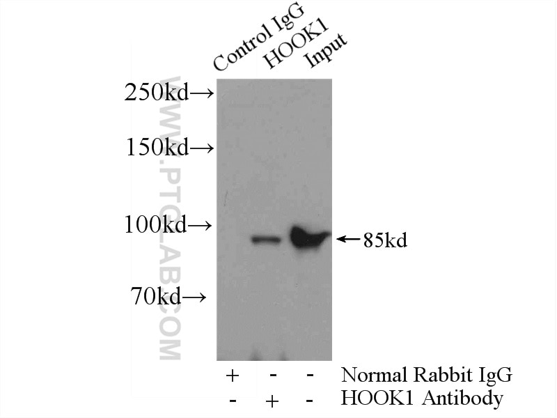 Immunoprecipitation (IP) experiment of mouse brain tissue using HOOK1 Polyclonal antibody (10871-1-AP)