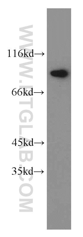 Western Blot (WB) analysis of HEK-293 cells using HOOK1 Polyclonal antibody (10871-1-AP)