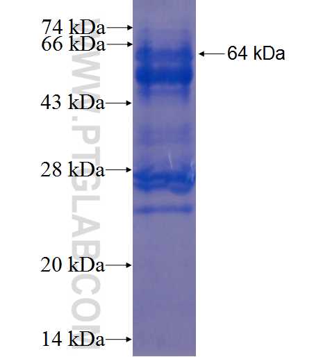 HOOK1 fusion protein Ag1311 SDS-PAGE