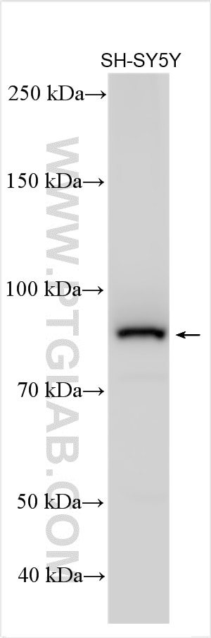 Western Blot (WB) analysis of various lysates using HOOK2 Polyclonal antibody (12458-1-AP)