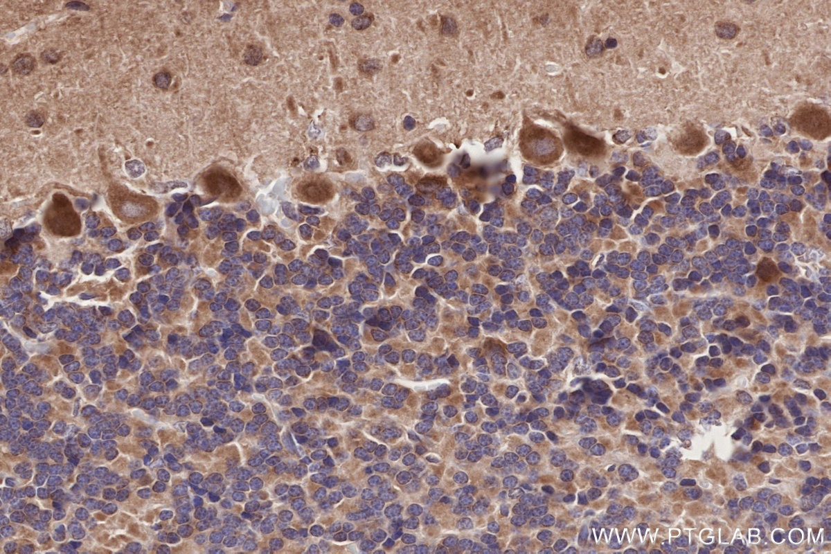 IHC staining of rat cerebellum using 32110-1-AP Immunohistochemistry (IHC) staining of rat cerebellum tissue using HOOK2 Polyclonal antibody (32110-1-AP)